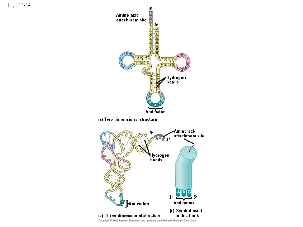 Fig. 17-14 Amino acid attachment site 3 5 Hydrogen bonds Anticodon (a) Two-dimensional structure